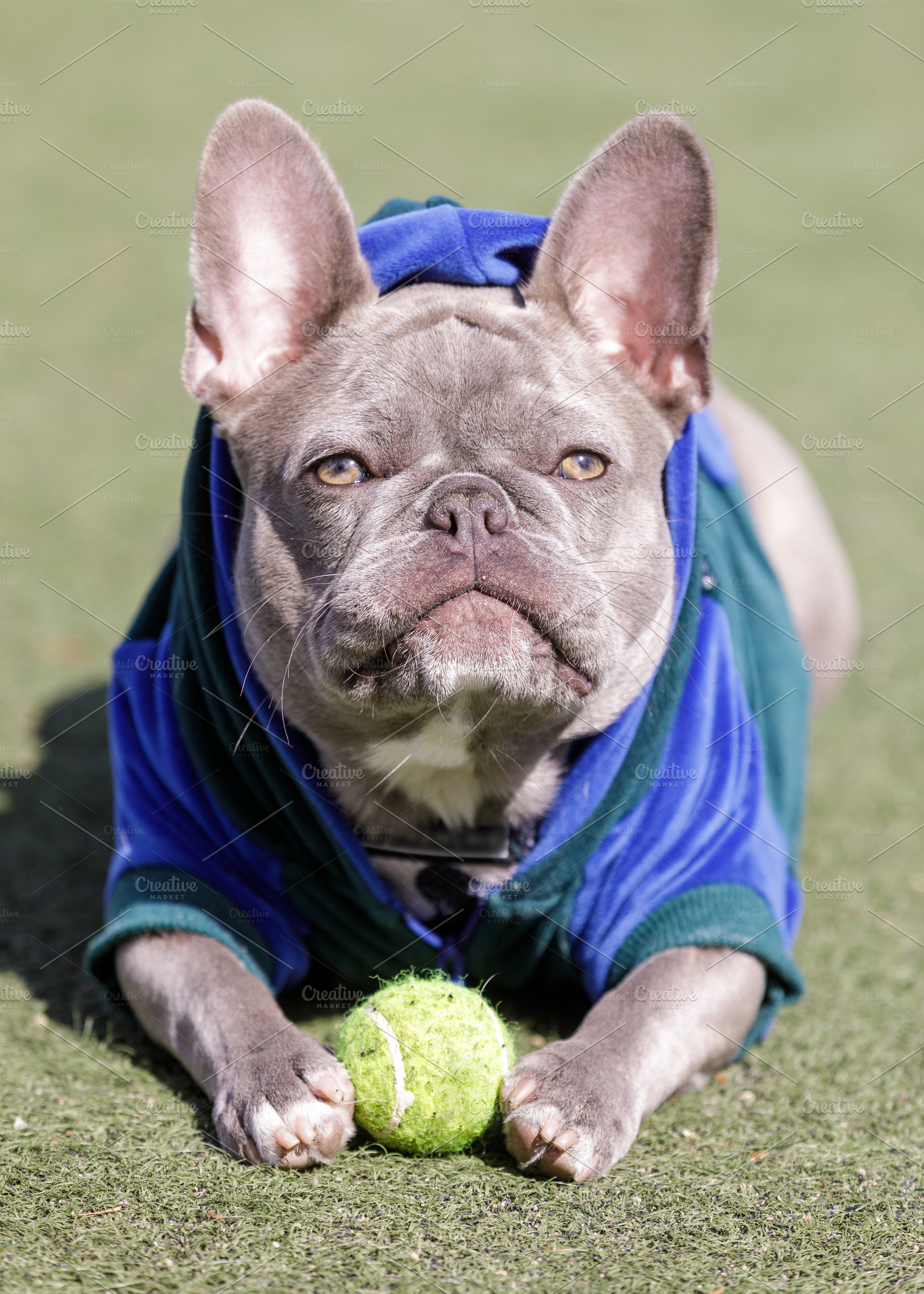 Brindle Lilac Frenchie Puppy | Animal Stock Photos ~ Creative Market