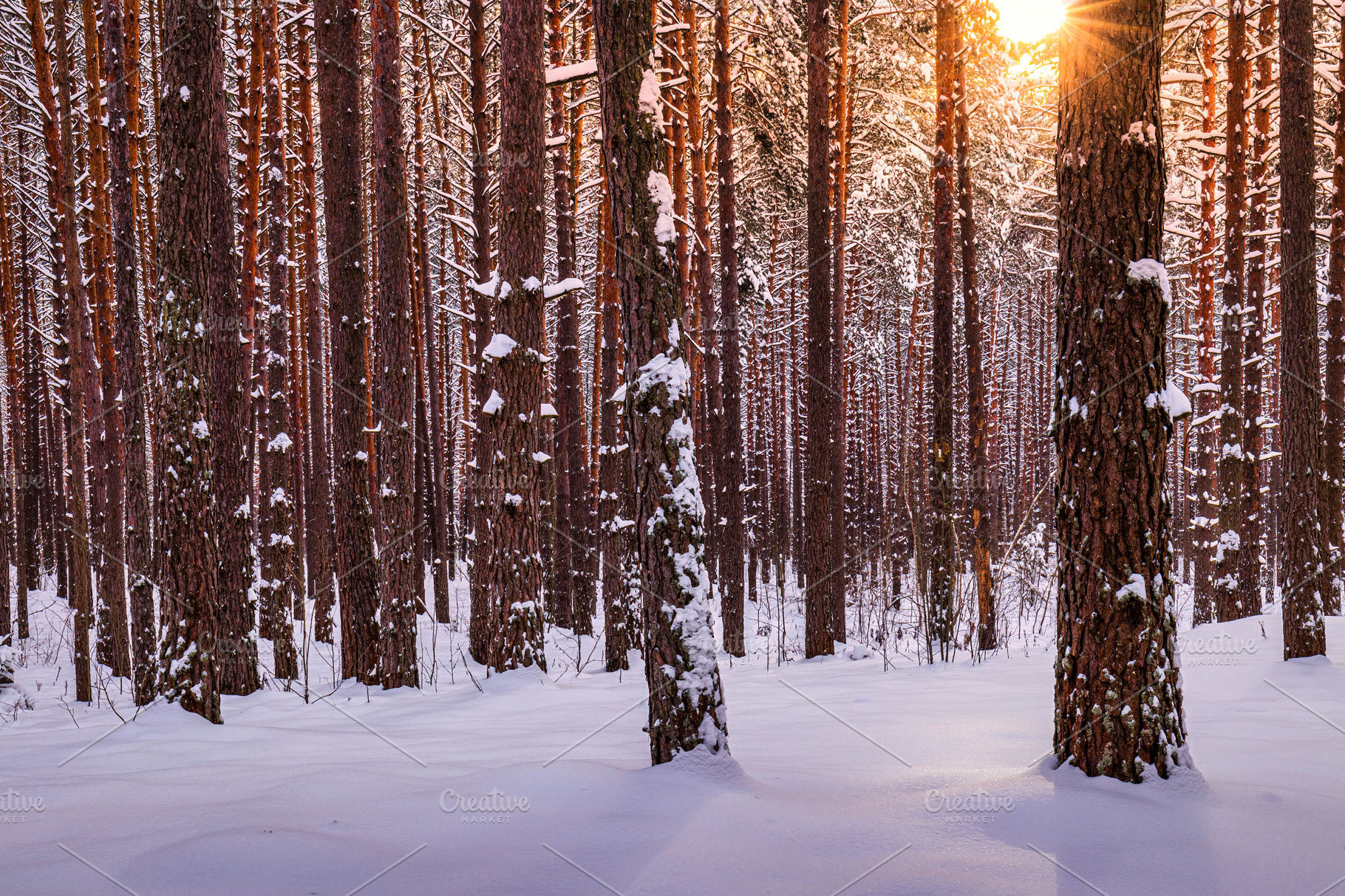 Sunrise in a winter pine forest. | High-Quality Nature Stock Photos ...