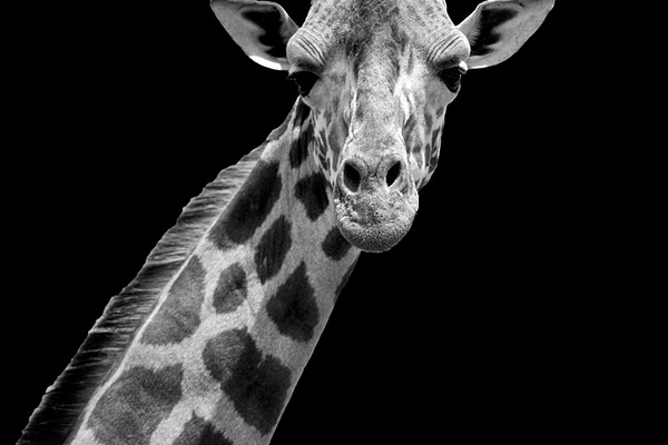 schwarz giraffe