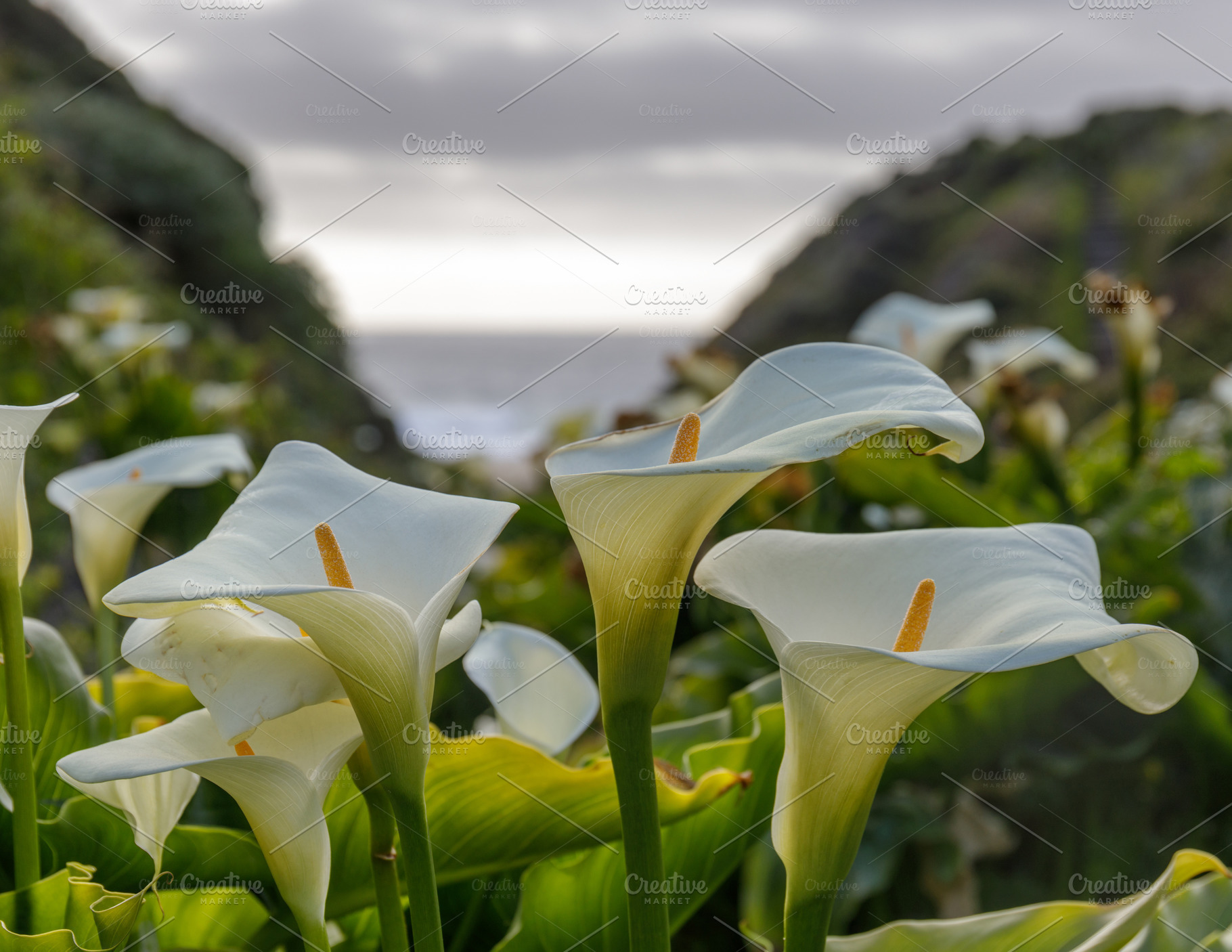 Calla Lily Valley in Big Sur, CA Nature Stock Photos Creative Market