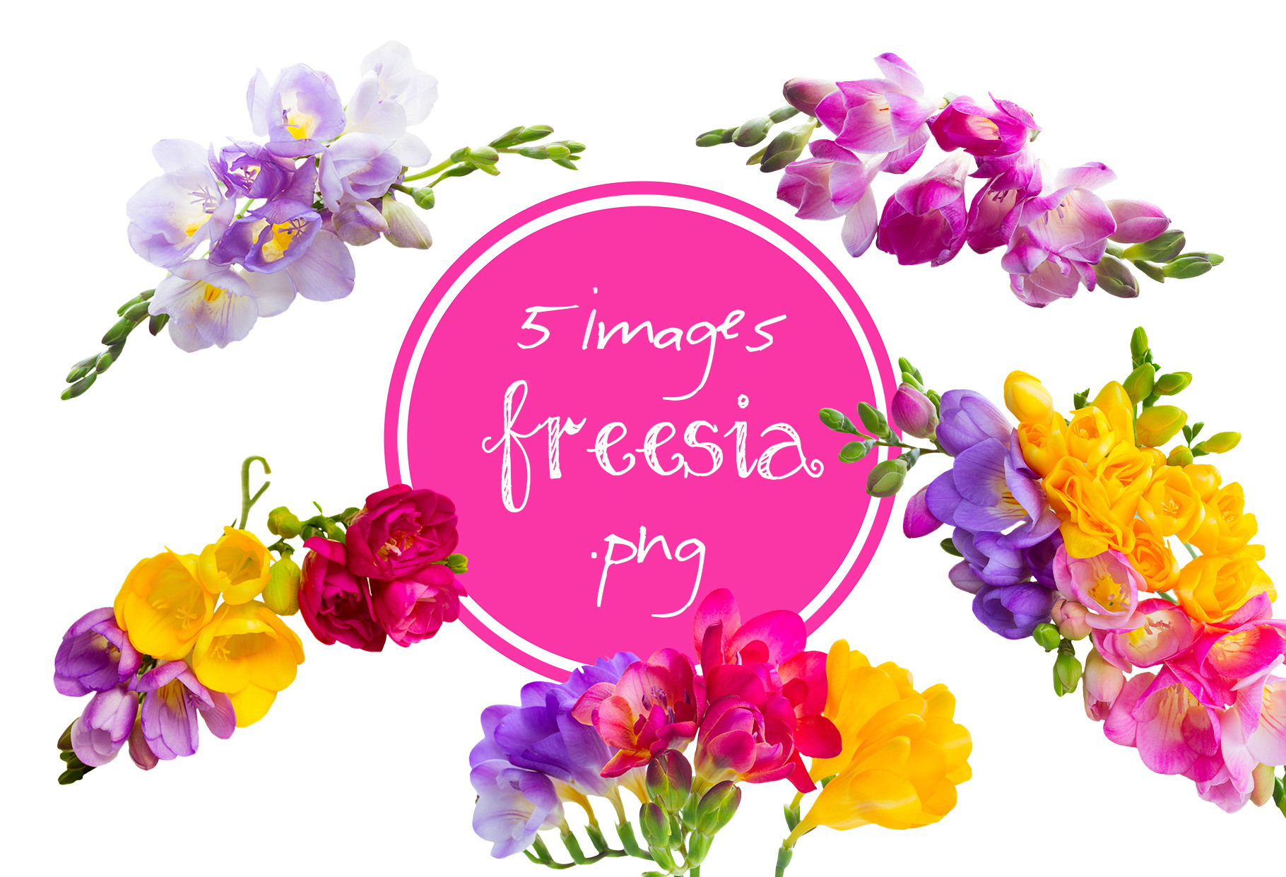 3,400+ Purple Freesia Stock Photos, Pictures & Royalty-Free Images