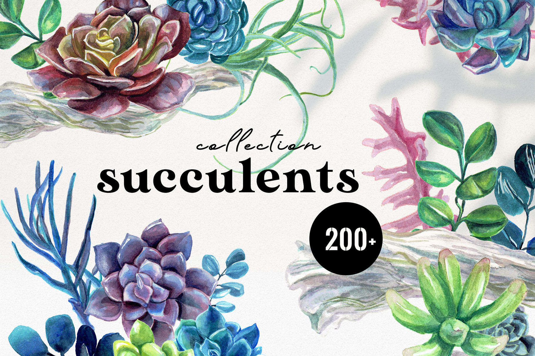 Succulents Watercolor Collection | Illustrations ~ Creative Market