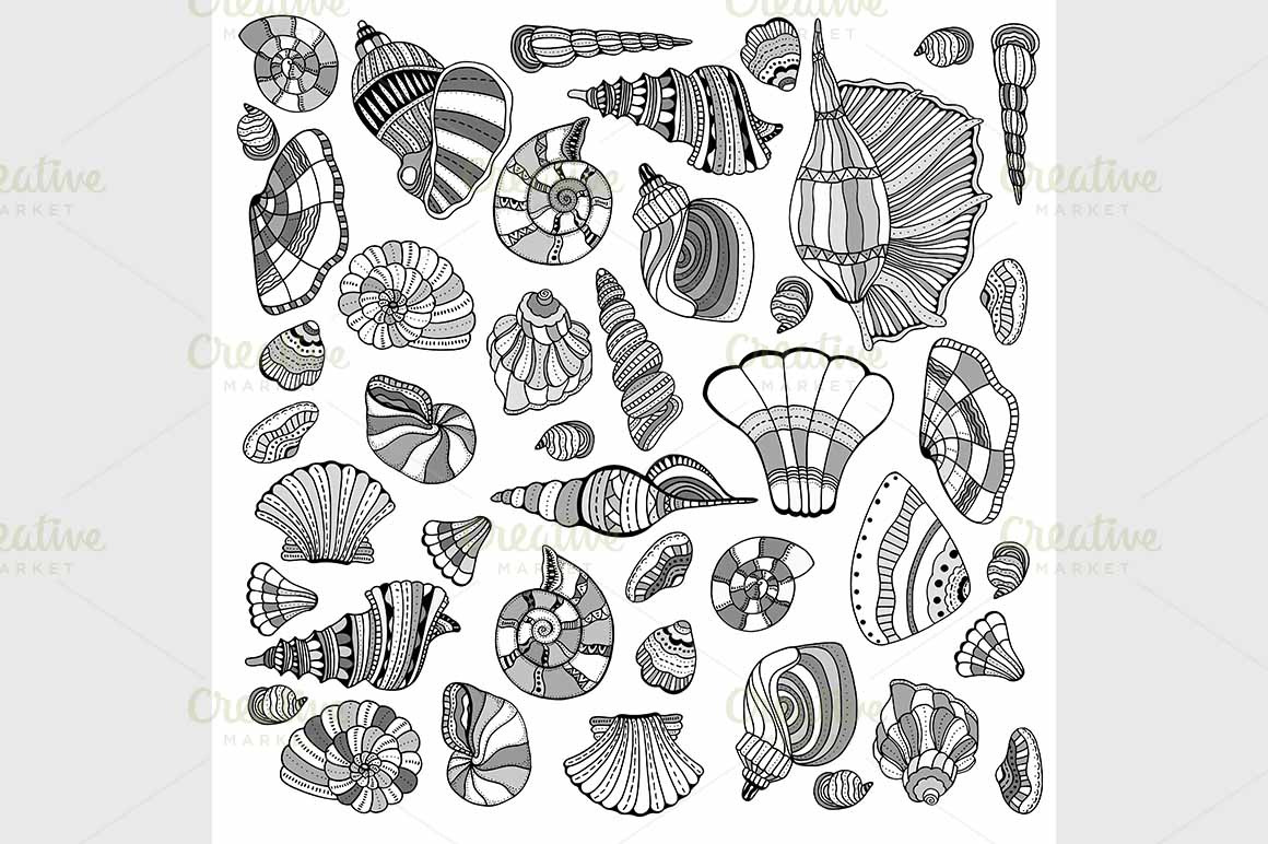 Seashell set collection | Illustrator Graphics ~ Creative Market