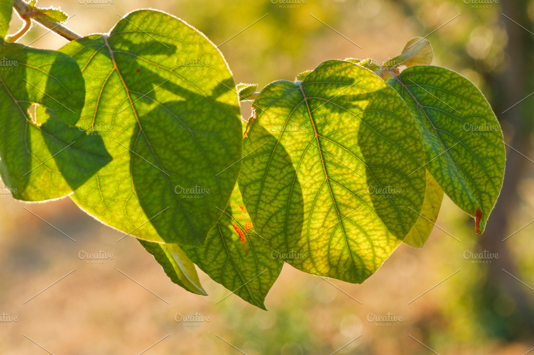 Fruittree leaves HighQuality Nature Stock Photos Creative Market