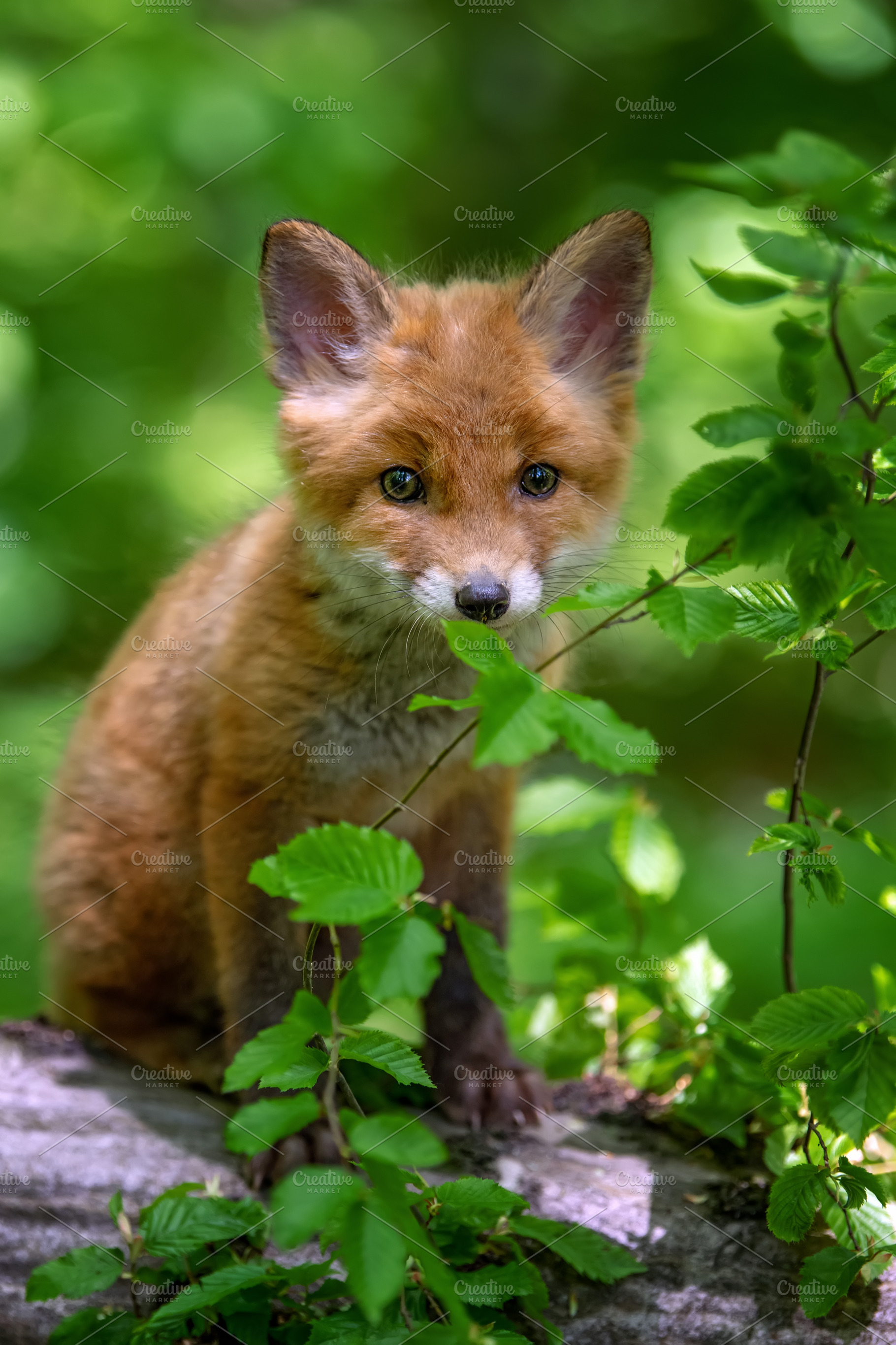 Red fox, vulpes vulpes, small young cub in forest. Cute little w