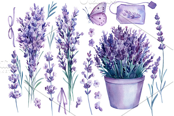 clipart lavender flowers