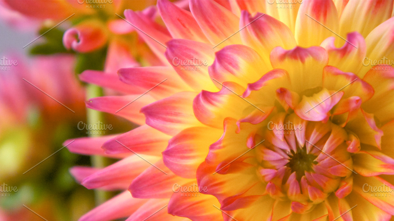 Pink and yellow dahlia 2 featuring flower, dahlia, and pink | Nature