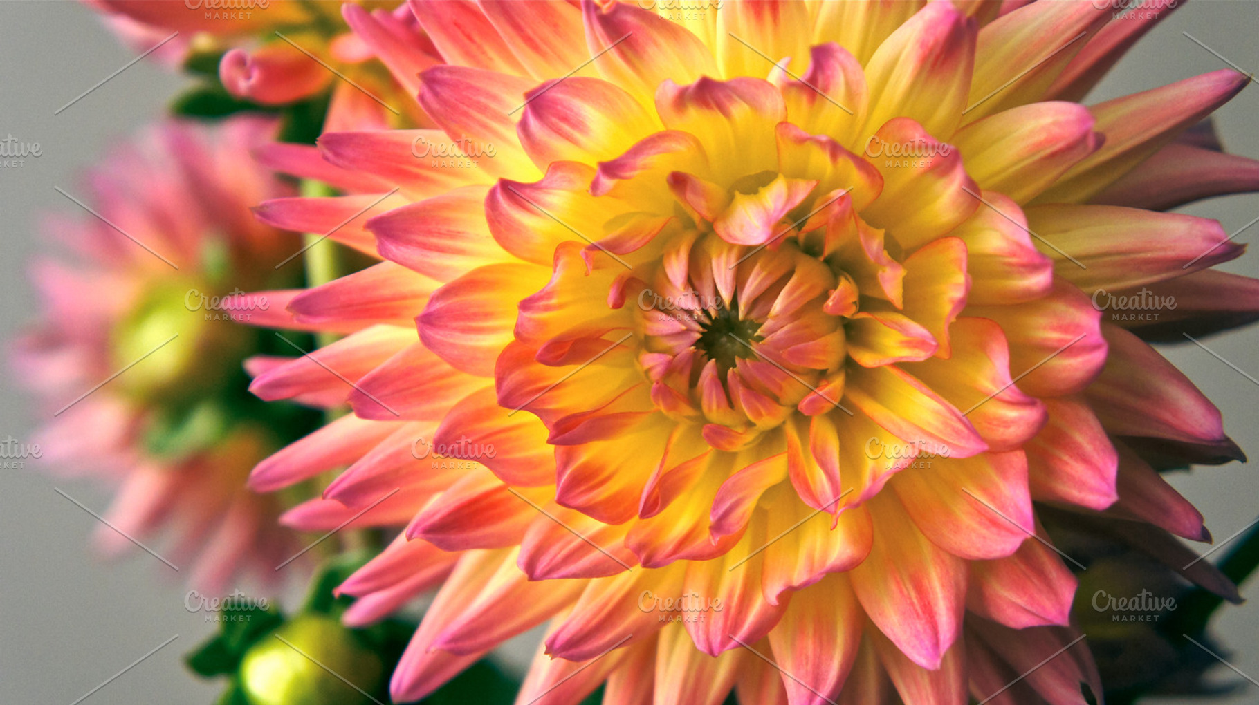 Pink and Yellow Dahlia 1 | High-Quality Nature Stock Photos ~ Creative