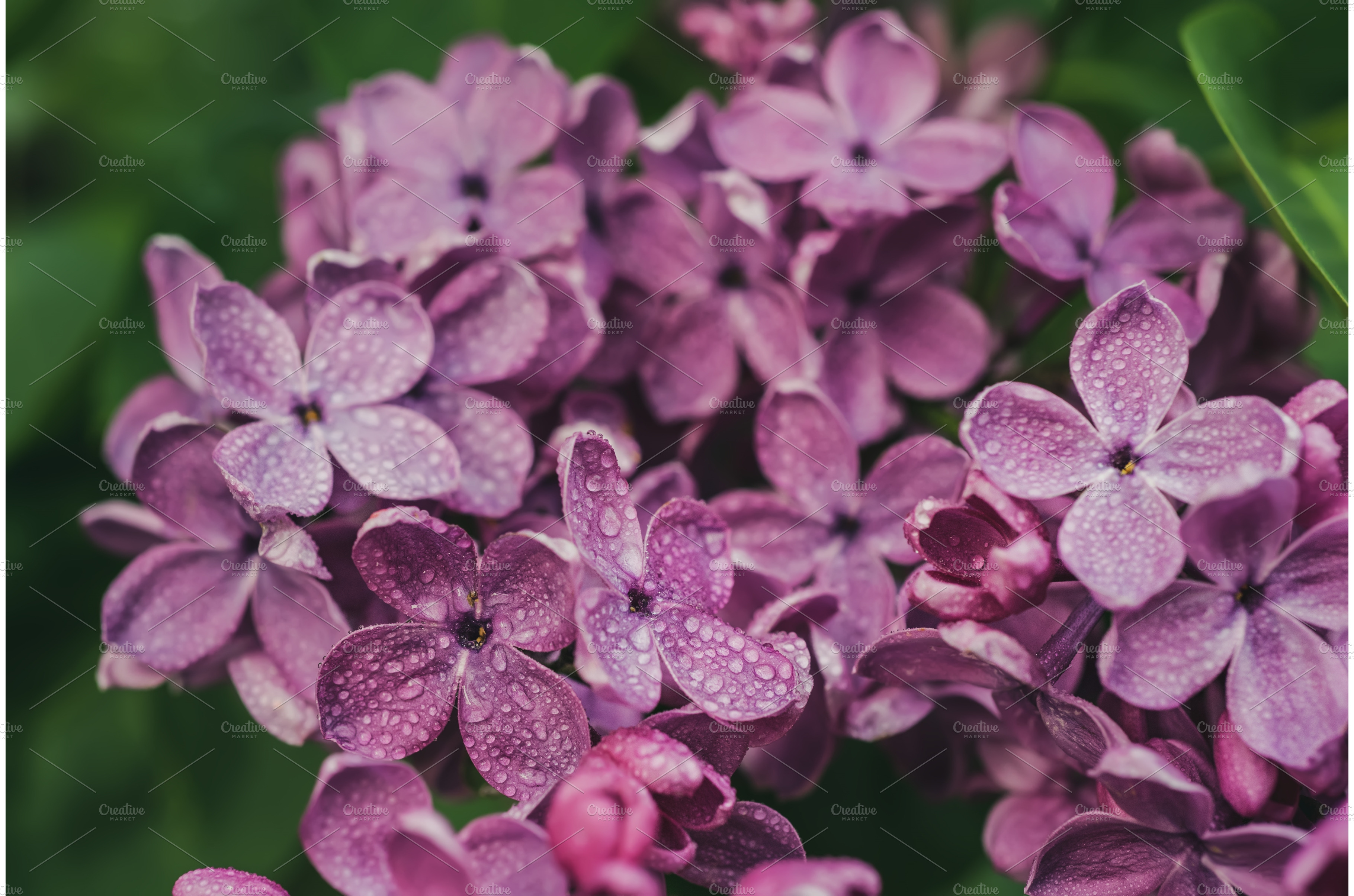 Macro photo of lilac flowers background