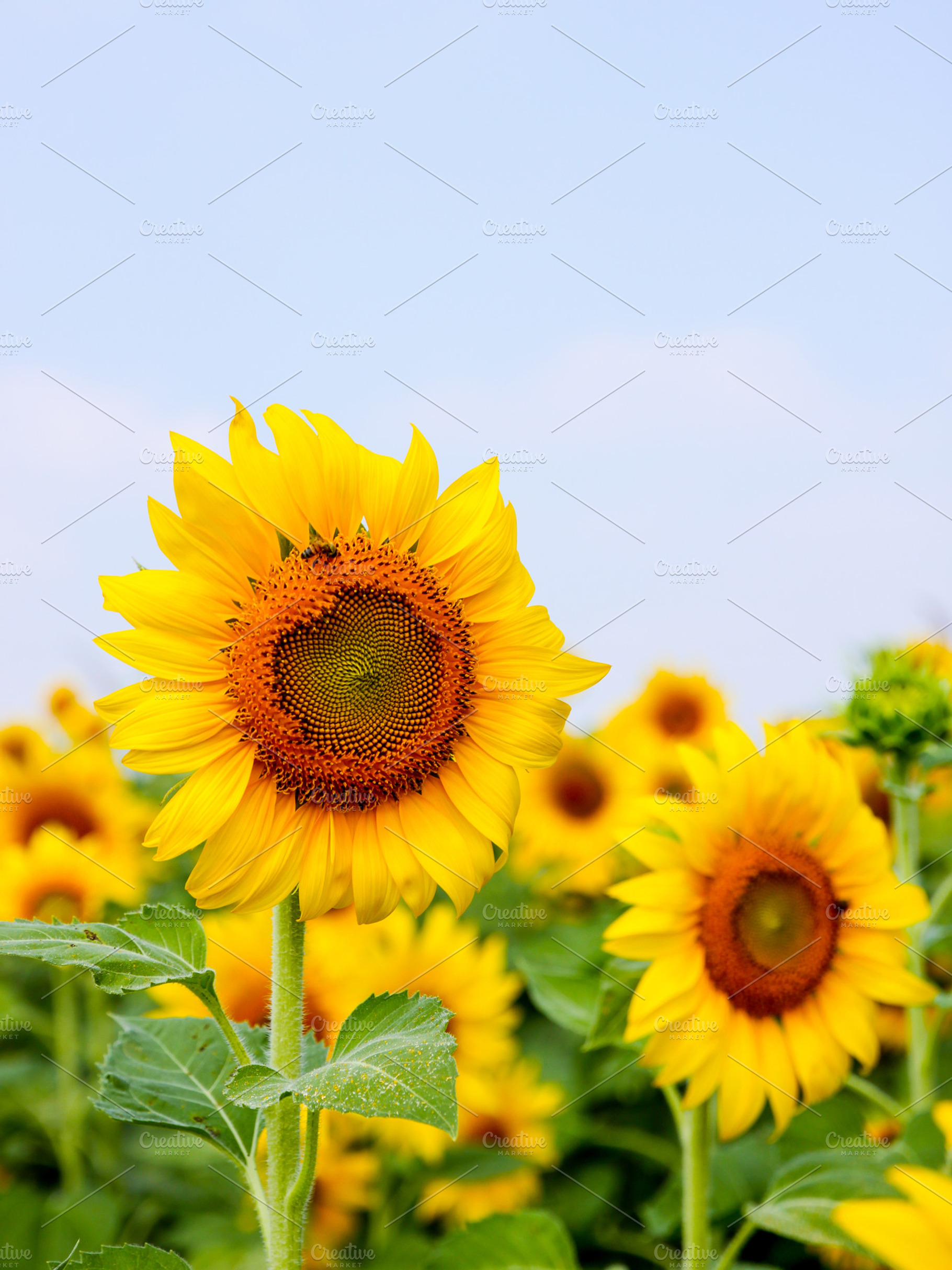 Sunflowers blossom containing blue, sky, and background | High-Quality