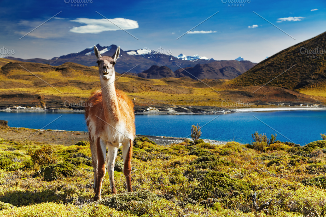 Torres del paine stock photo containing america and andes | Animal