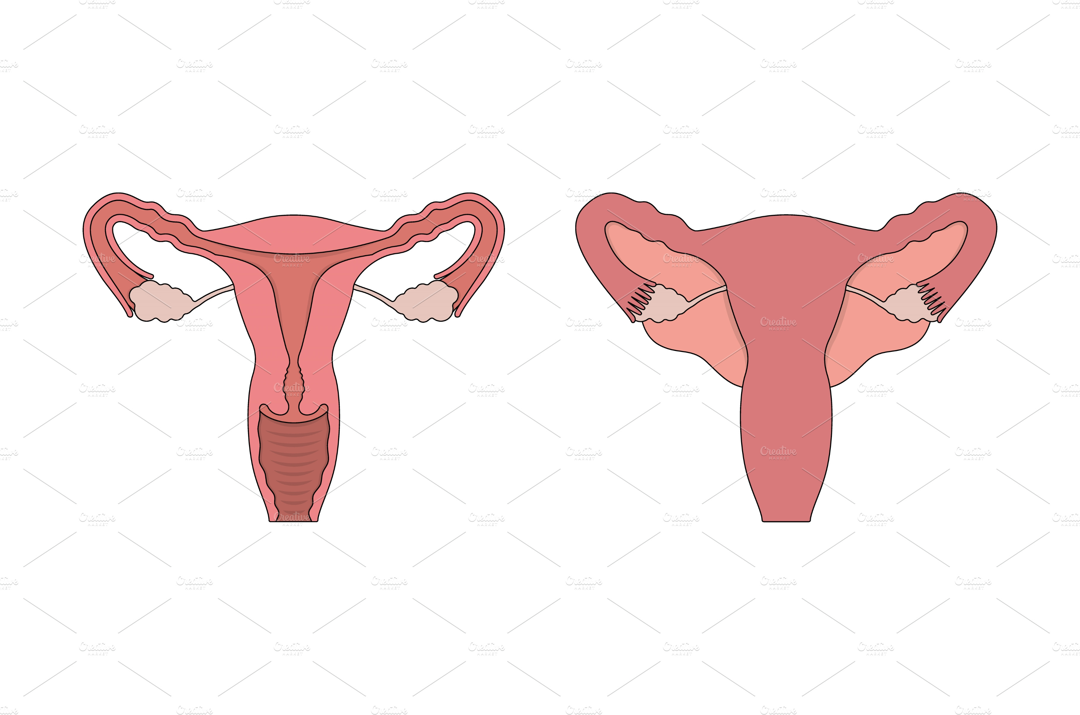 Female Human Reproductive System Vector Graphics ~ Creative Market 1053