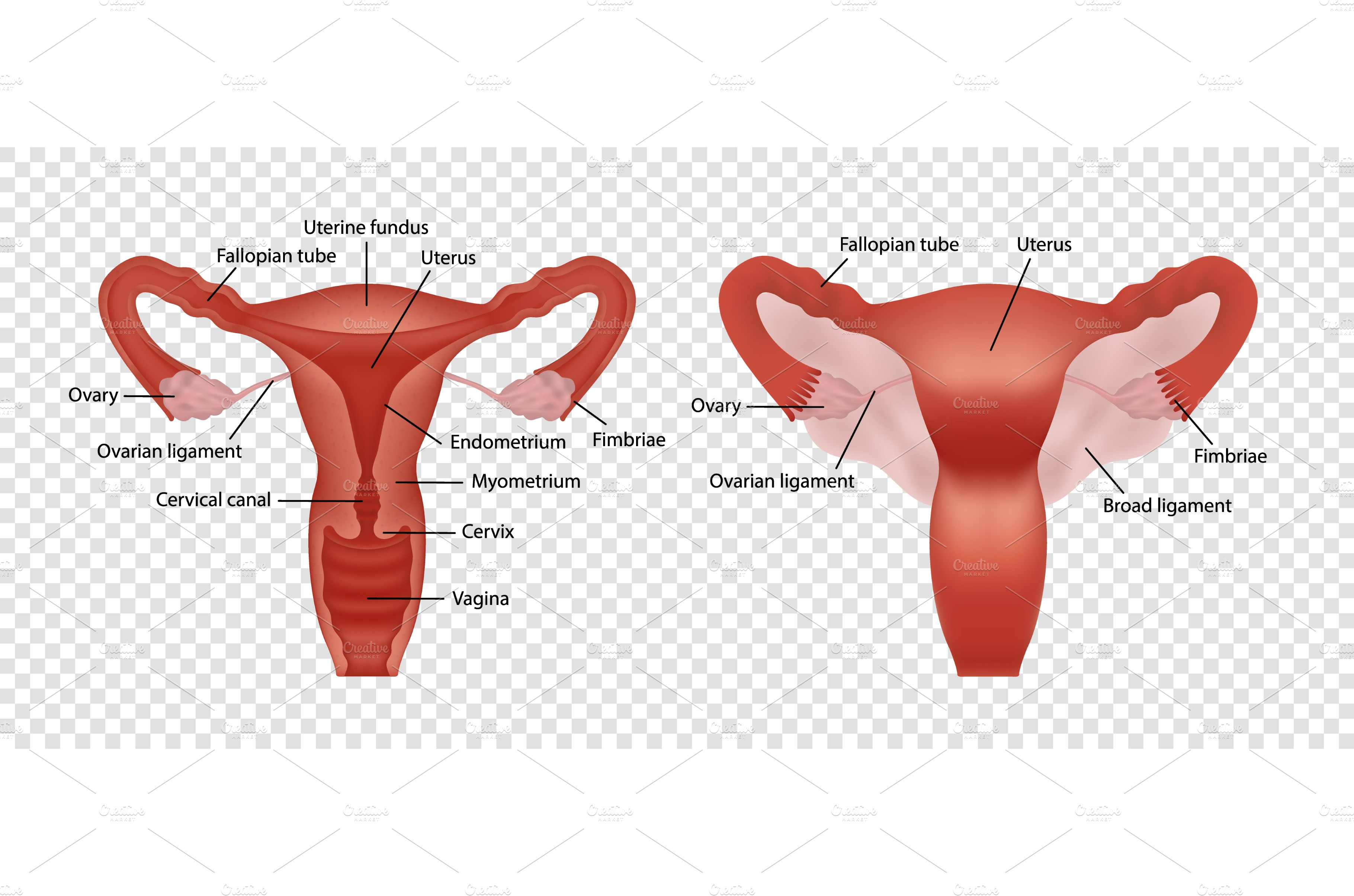 Realistic Female Reproductive System Education Illustrations ~ Creative Market 9684