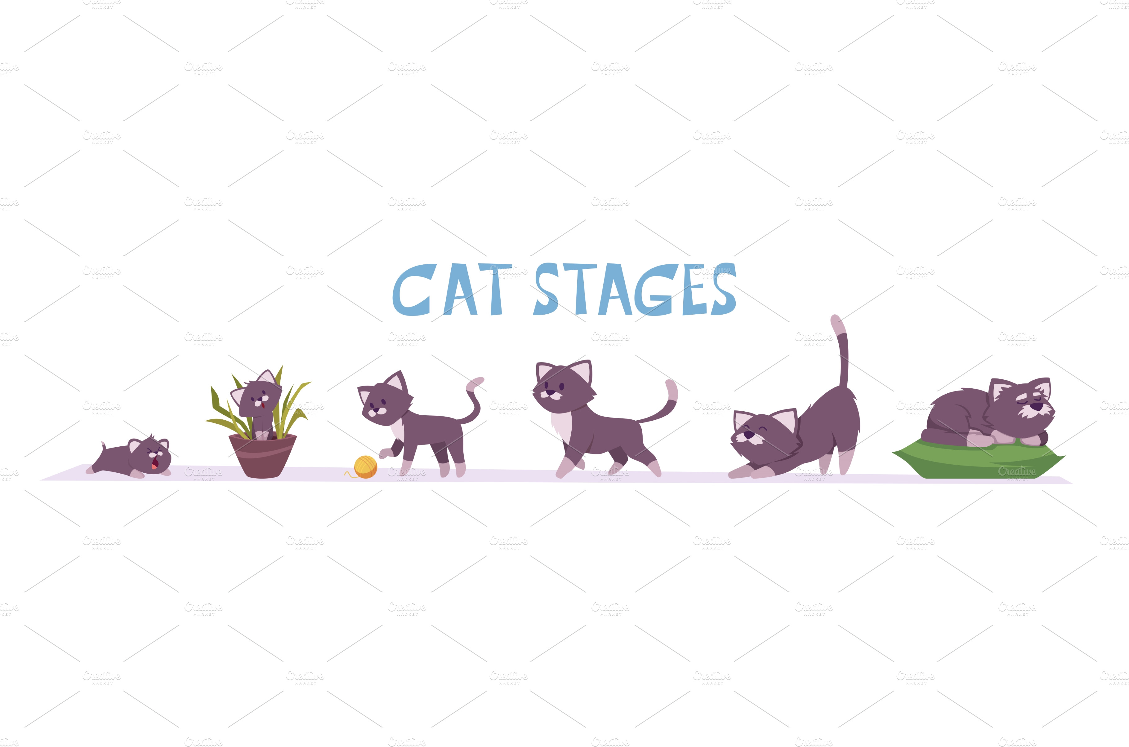 Cat Growth Stages Small Domestic Vector Graphics ~ Creative Market 