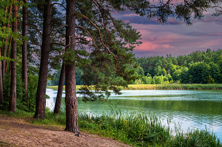 Background of pine branches.  Nature Stock Photos ~ Creative Market