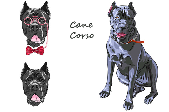 Dog black Cane Corso SET | Pre-Designed Photoshop Graphics ~ Creative