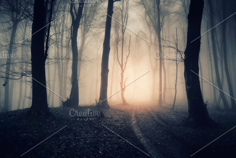 Mysterious forest Halloween Pack | High-Quality Nature Stock Photos ...