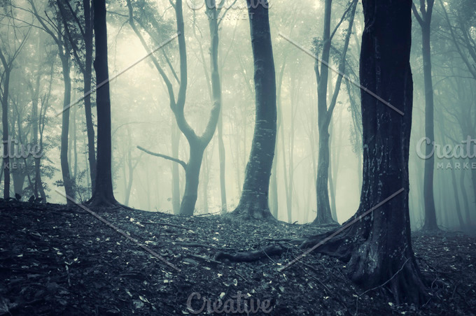 Forest with fog trough trees featuring autumn, background, and beam ...