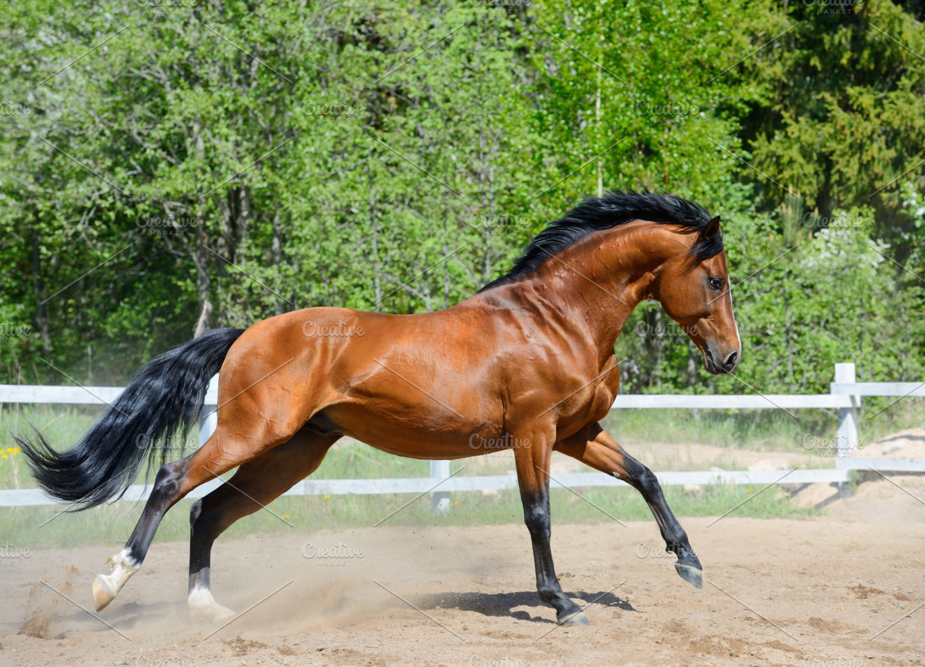 What is the title of this picture ? Bay horse of Ukrainian riding breed | High-Quality Animal Stock Photos