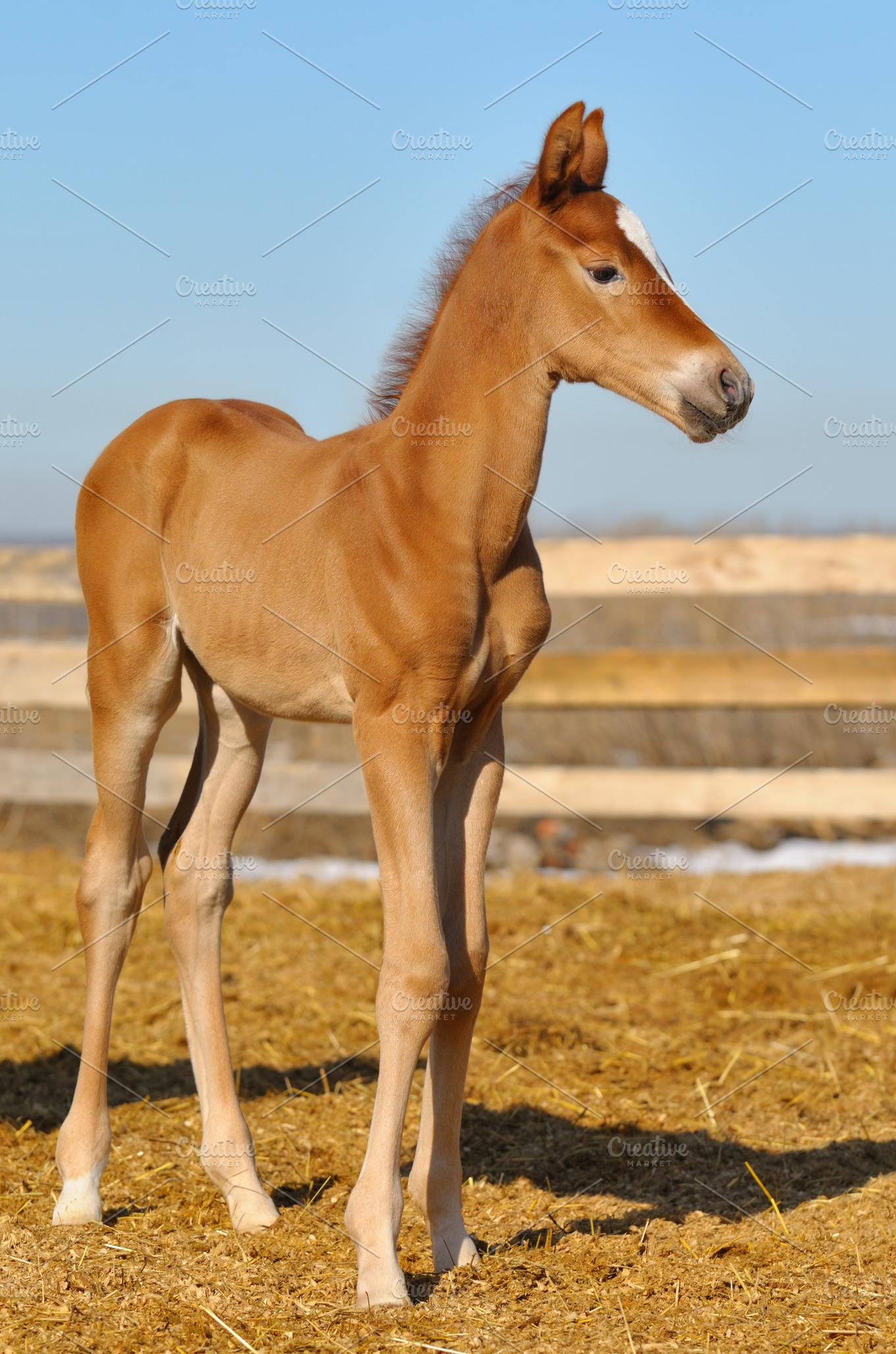 Newborn Sorrel Foal Featuring Animal Blue And Body High Quality Animal Stock Photos Creative Market