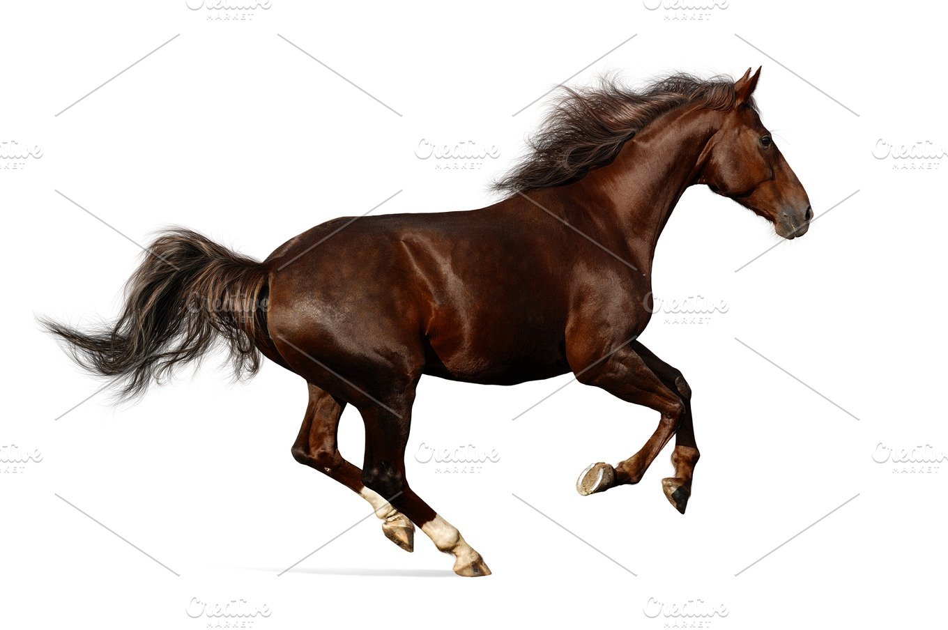 Galloping Horse Isolated On White Featuring Horse Equestrian And Animal High Quality Animal Stock Photos Creative Market