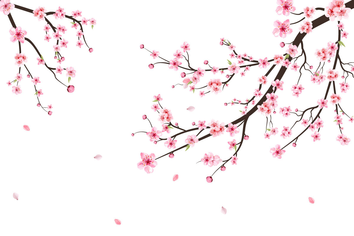 Sakura Branch with Pink Blossom Fall | Creative Market