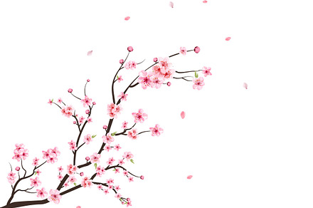 Sakura vector blossom cherry | Decorative Illustrations ~ Creative Market