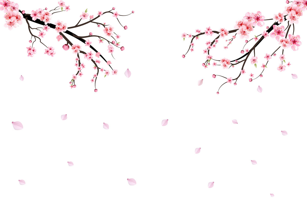 Cherry Blossom with Pink Sakura Flower Graphic by iftikharalam