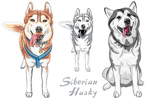 Siberian husky clipart | Creative Market