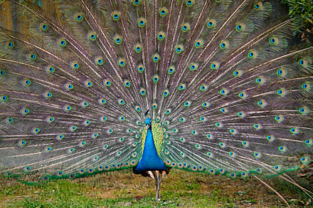 Rooster feathers. Indian rooster bright color feathers.