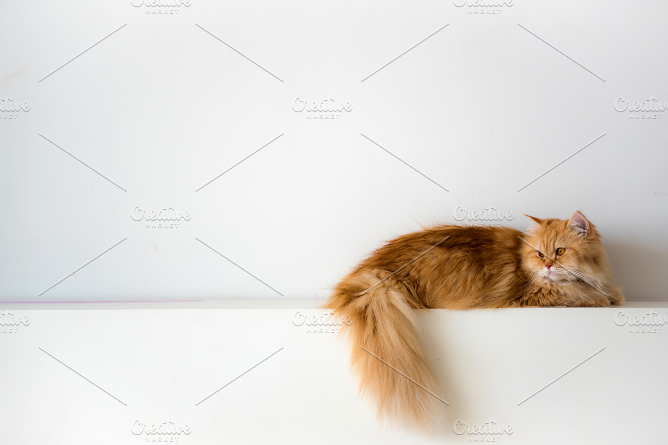  Persian  cat  High Quality Animal Stock Photos Creative 