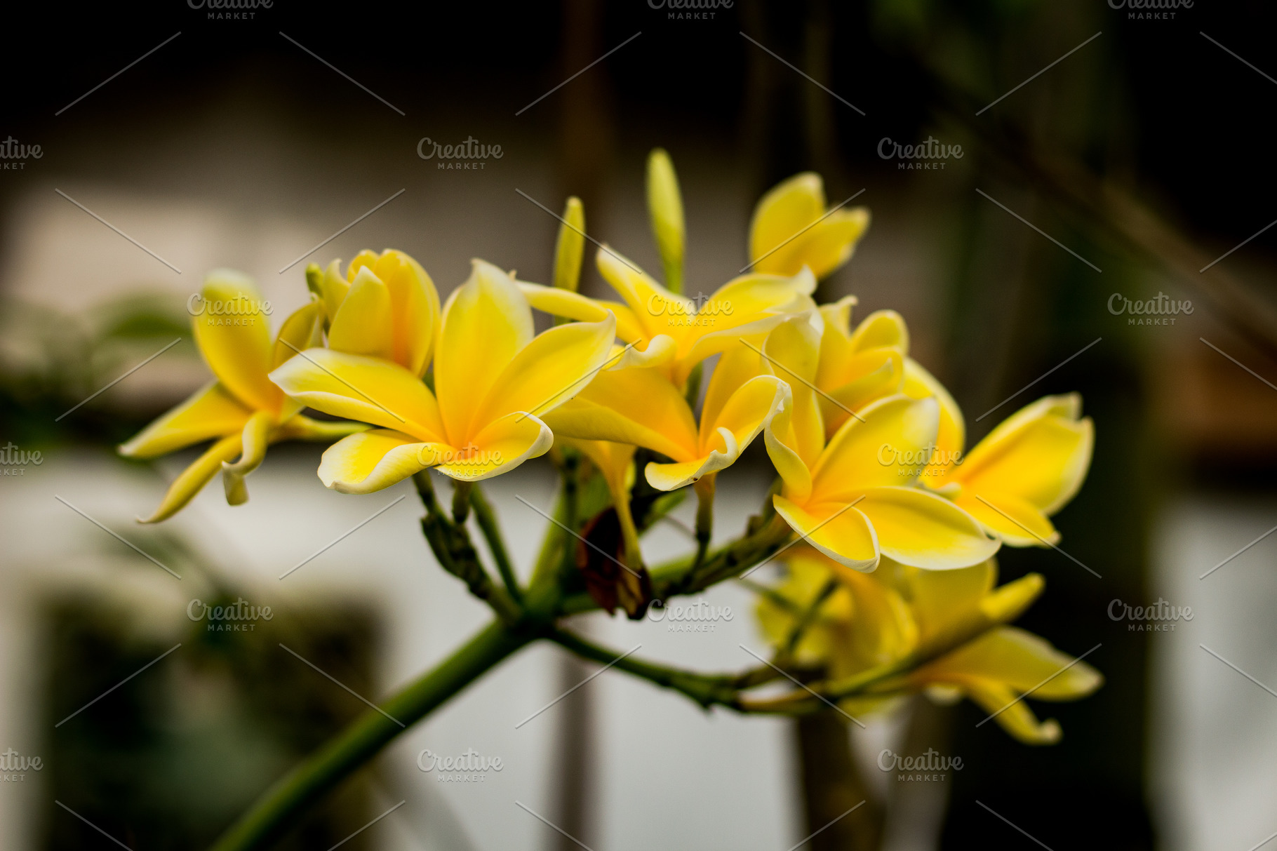 Yellow tropical flowers | Nature Stock Photos ~ Creative Market