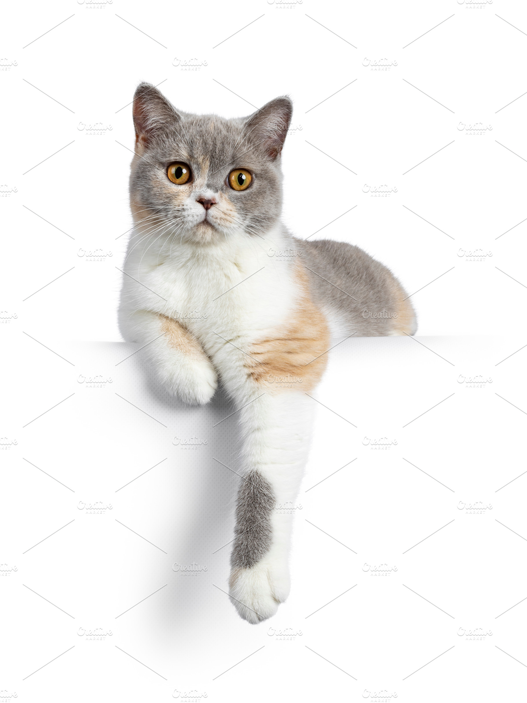 jumping cat white background