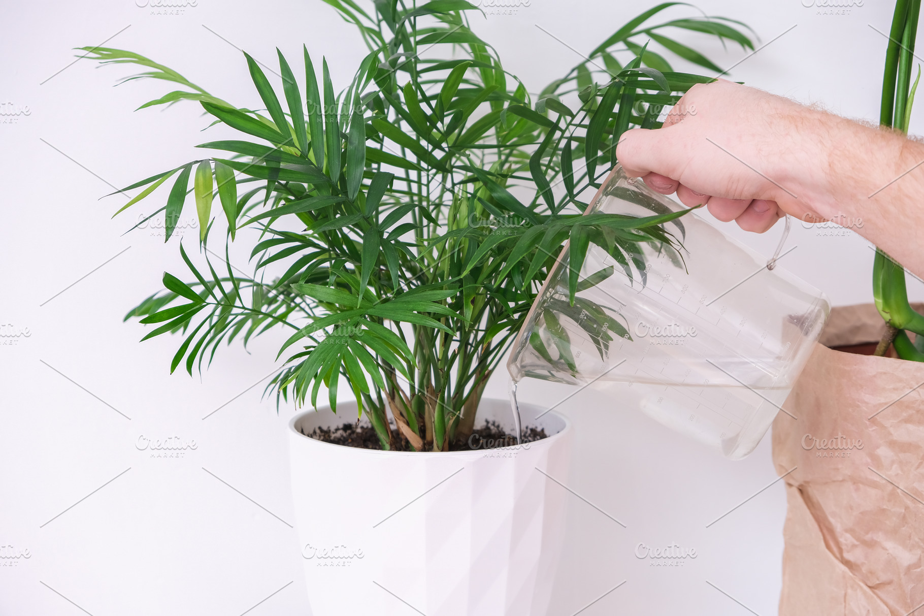 a-man-waters-a-palm-tree-plant-from-watering-can-care-of-home-plants