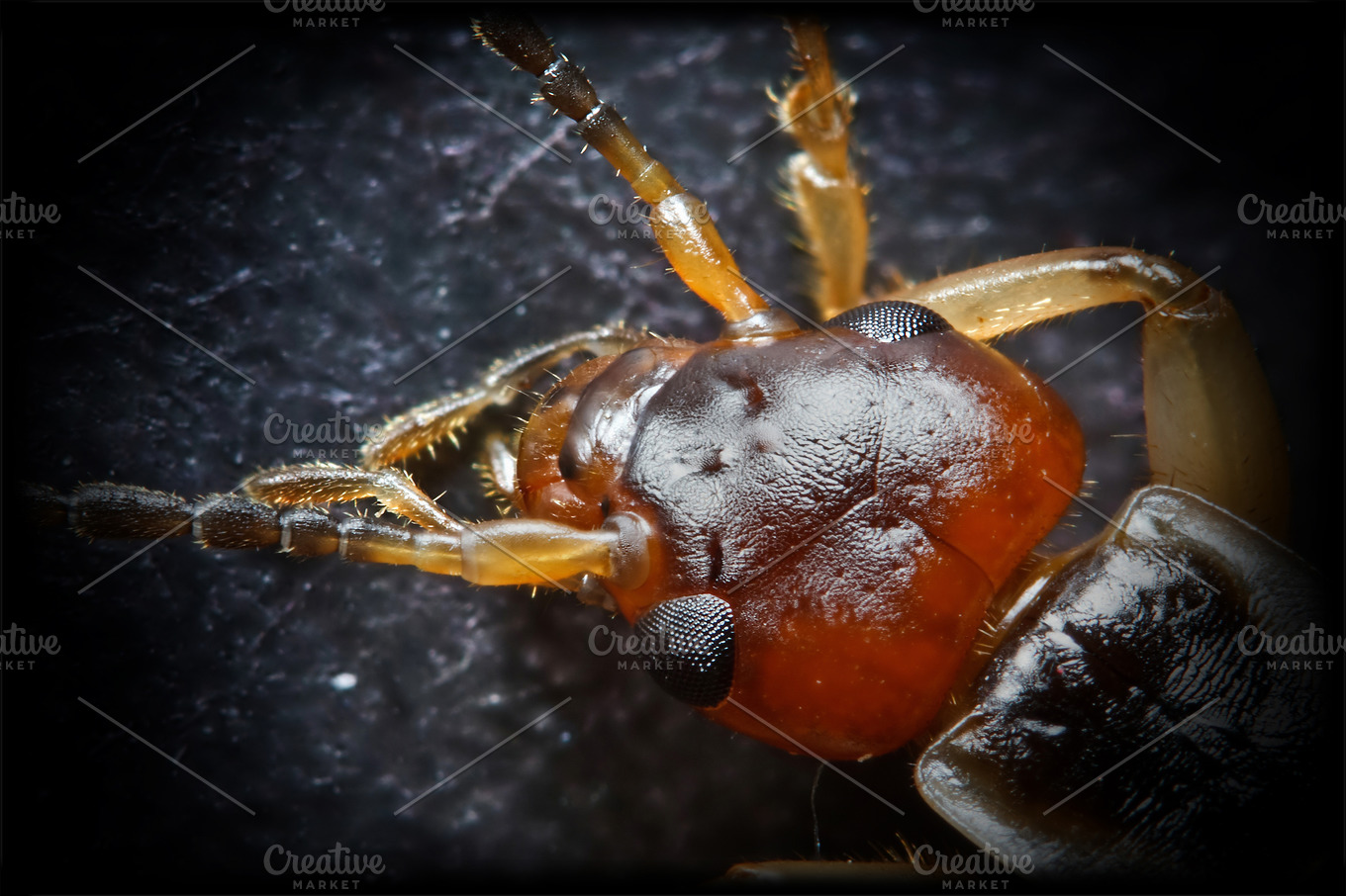 Insect head containing animal, antenna, and back | Animal Stock Photos