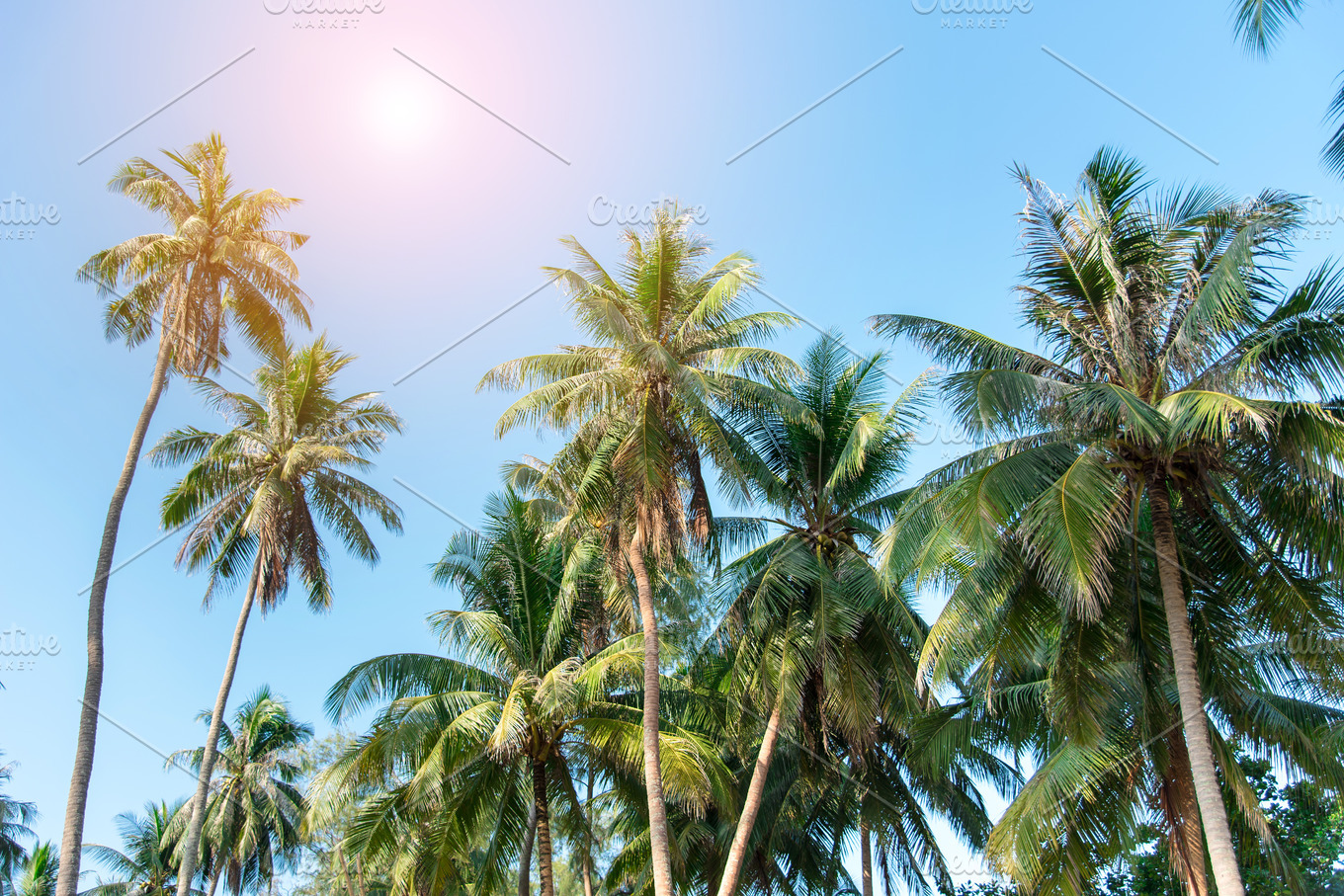 Coconuts tree containing background, bay, and beach | Nature Stock