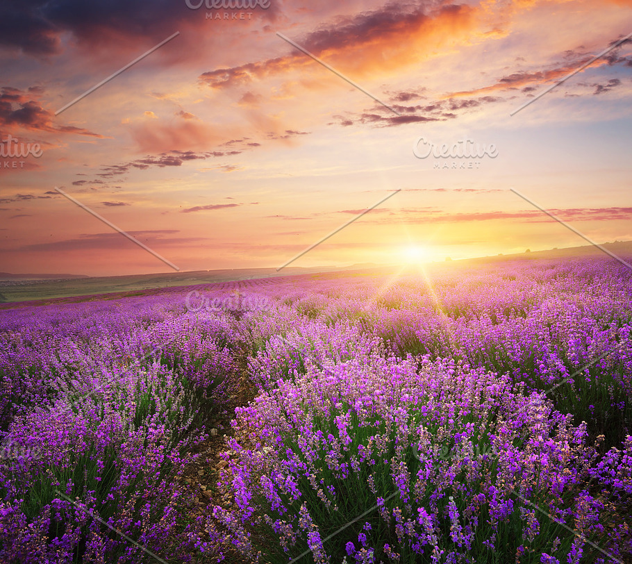 Lavender hedge 🌸 🌿 A fragrant and beautiful addition to your landscape