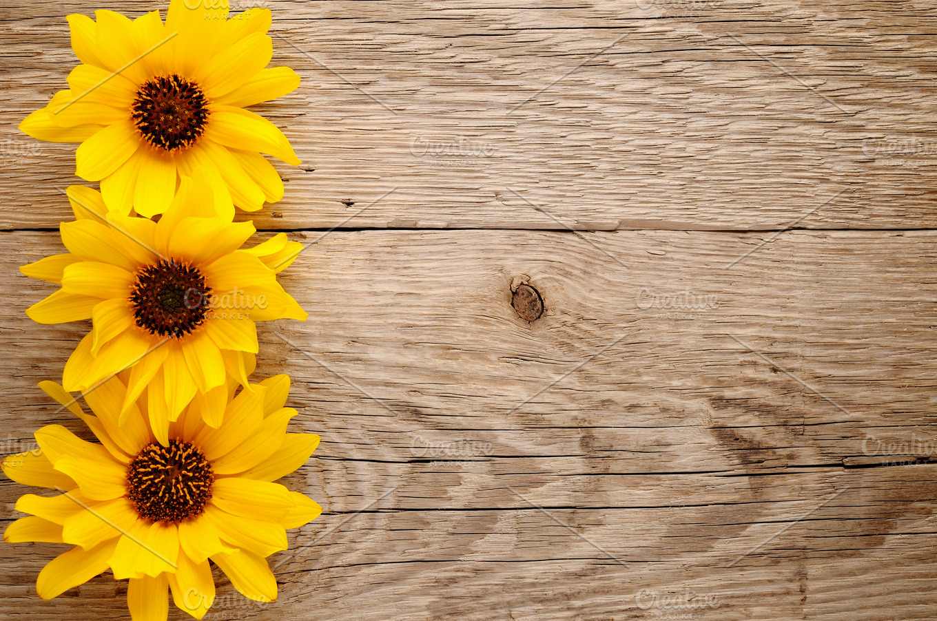 Ornamental sunflowers | Nature Stock Photos ~ Creative Market