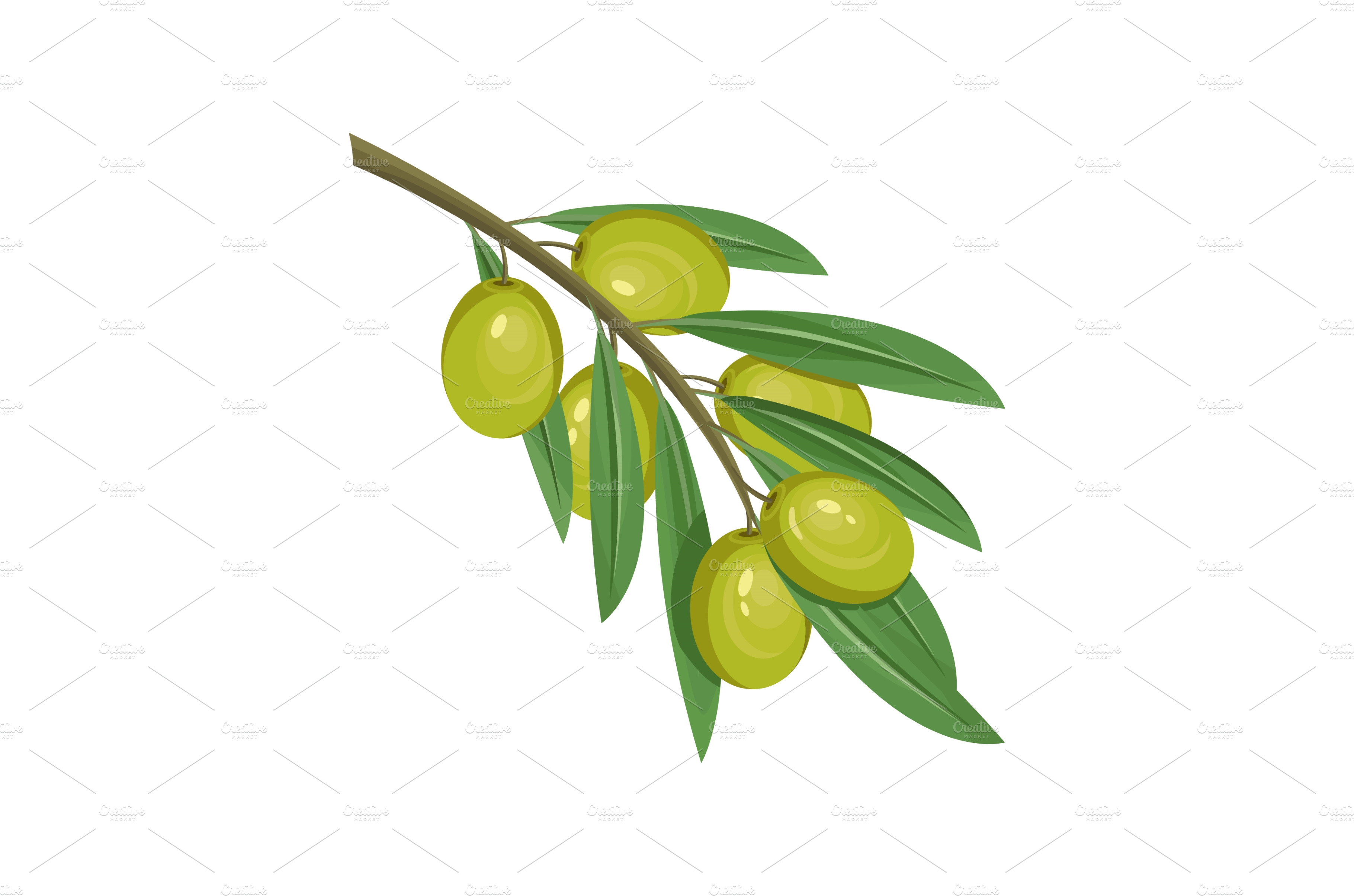 Green Olives Vector Design Element Food Illustrations ~ Creative Market 