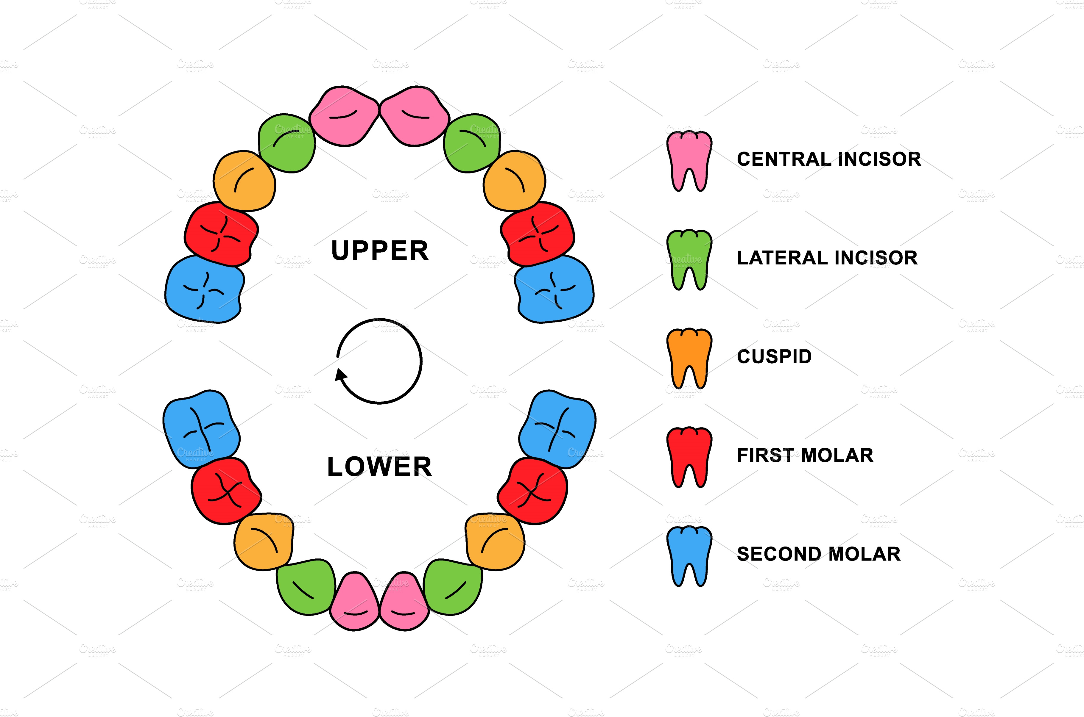 primary-teeth-dentition-anatomy-healthcare-illustrations-creative
