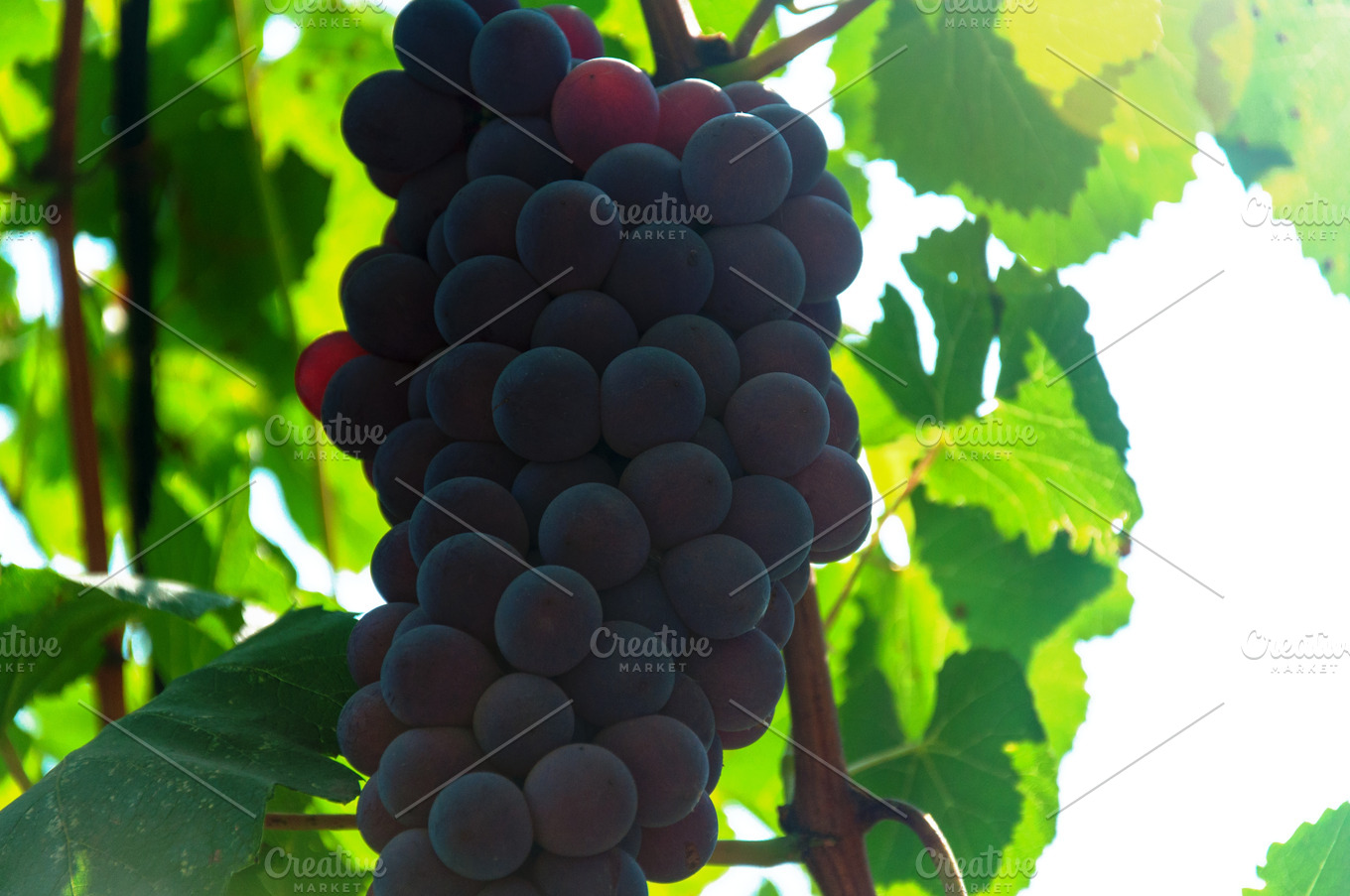 Grape Bunch | Background Stock Photos ~ Creative Market