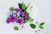 Bunch of fresh lilac featuring lilac, background, and flower | Nature