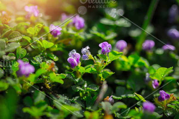 Small Purple Flowers Featuring Grass Meadow And Park High Quality Nature Stock Photos Creative Market