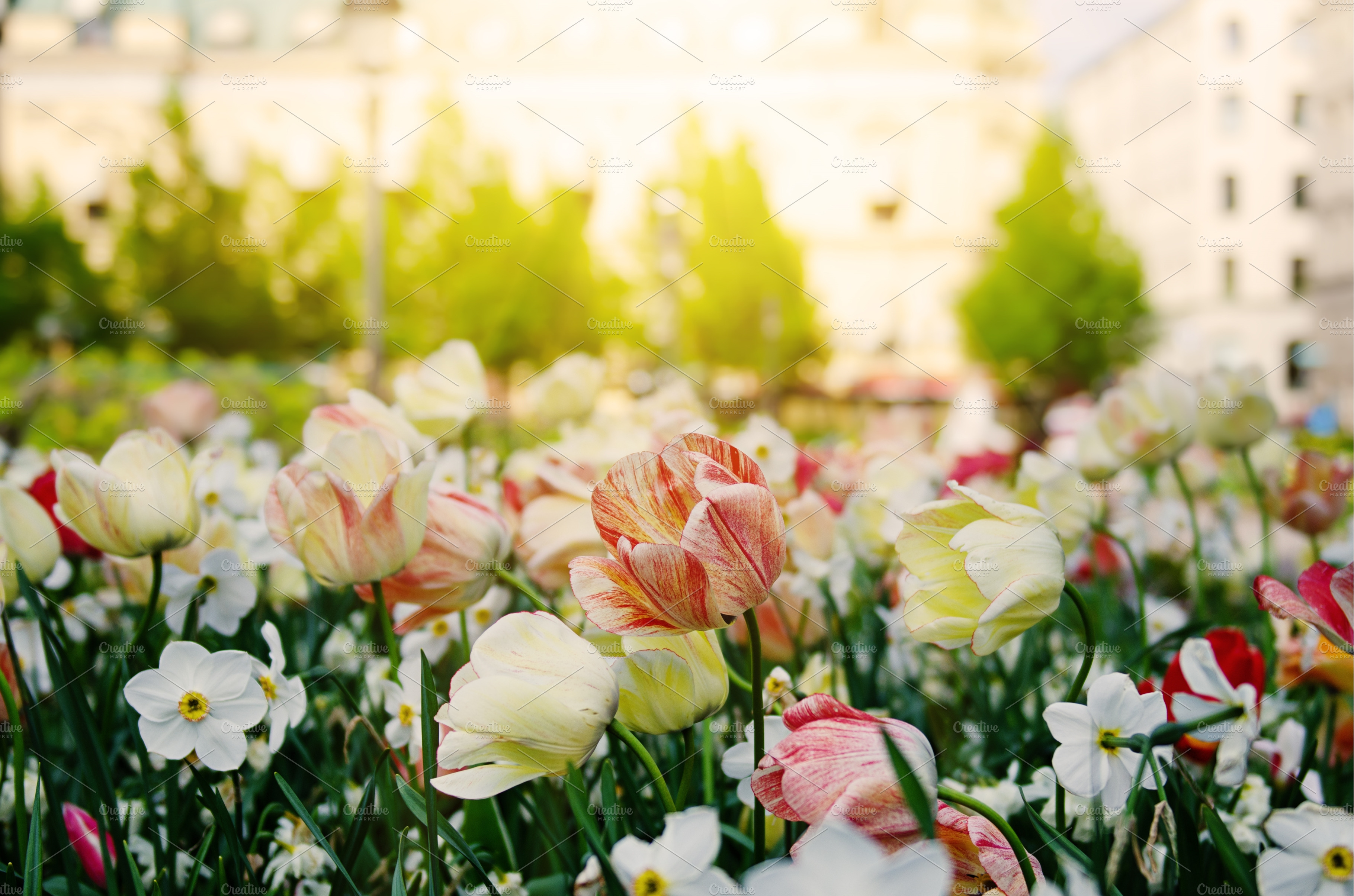 Red and white tulip flowers | Nature Stock Photos ~ Creative Market