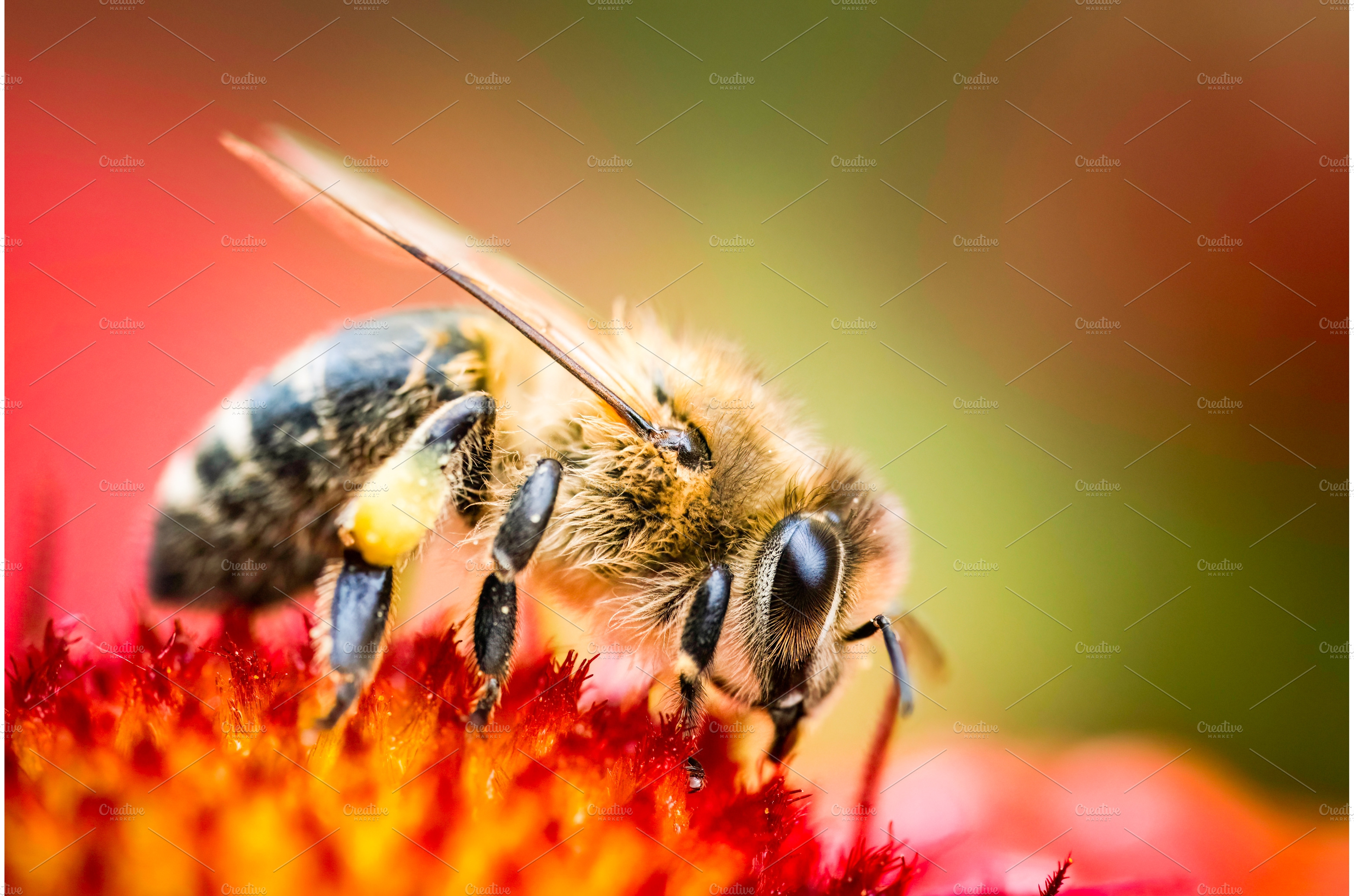 Learn About Honey Bees  Center for Integrative Bee Research (CIBER)