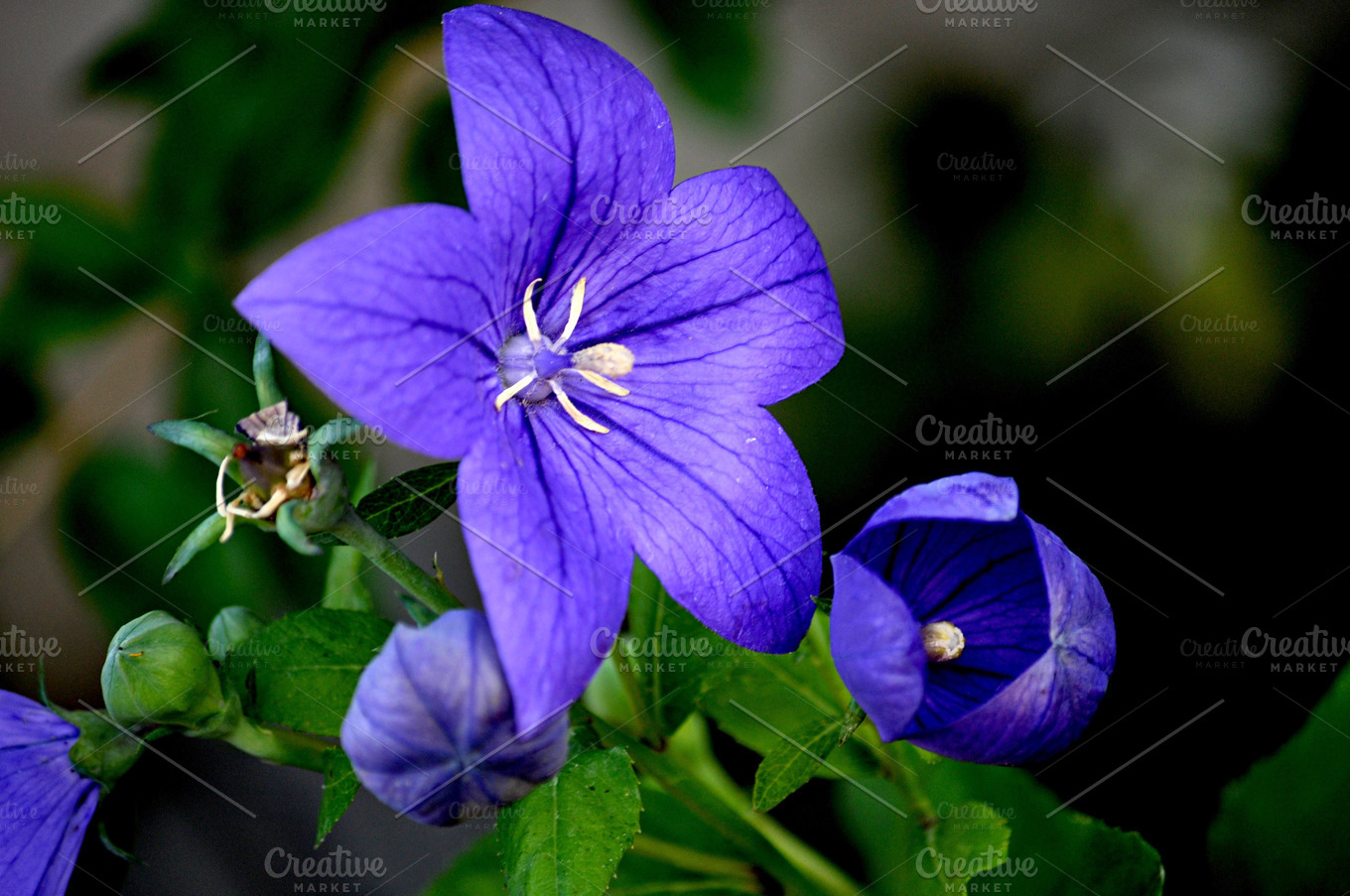 blue-flower-with-five-petals-nature-stock-photos-creative-market