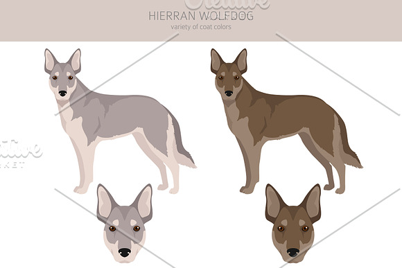 are hierran wolfdog aggressive