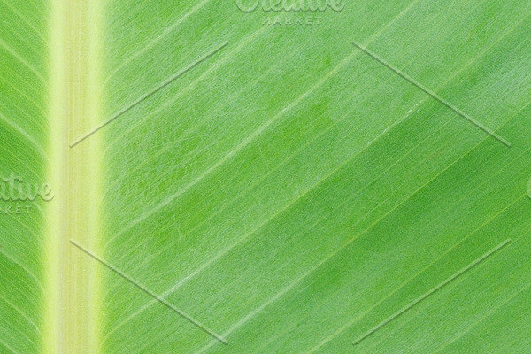 Banana leaf isolated featuring abstract, background, and banana | High