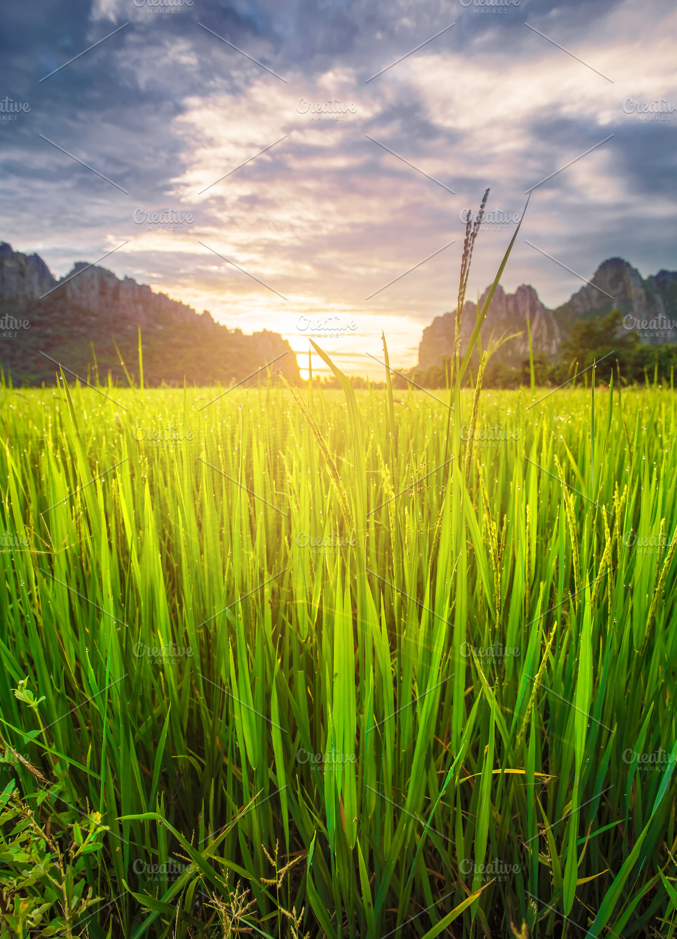 Paddy rice field background featuring agricultural, agriculture, and