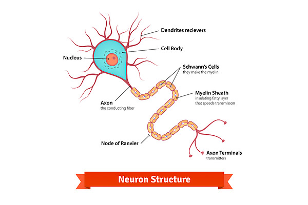 Brain neuron cell diagram | Pre-Designed Illustrator Graphics ...